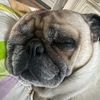 dogdestroyer7
