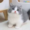 suzmilk