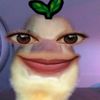 ledhyyyyu