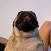 pugpug.jpug