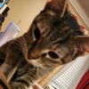 jelo_kittie