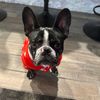 oreothemerlefrenchie