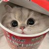 meow_y02