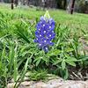 lovetexasbluebonnets