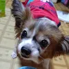 ineko829