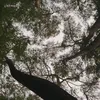 aeow__
