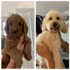 marley_chester_labradoo