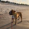 jaxieboybulldog