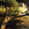 alisajedgamil.com