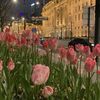 t_ulip1as