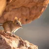 mussaranyeta