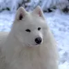 jaythefluff