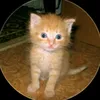 tishka7i_miaou