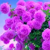 annabe_lle19
