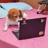 Eli The Beagle