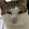 AnhBaSlay