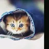 fiqah_slomo