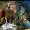 sahin2341248970791