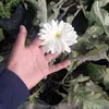 floresaxel7