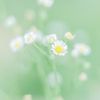 anhduong_395