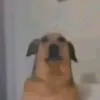 ferreirzx0