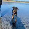 leroyshark