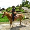 heny_laa.tansa