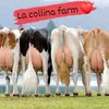 lacollinafarm