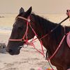 falcon_dxb1