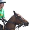 shadersporthorses