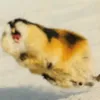 noukkaoo
