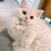 meong_kiboo