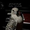 dwsaserel2