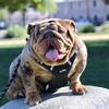 monster_bulldogs