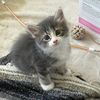 hippokitten