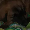 leo_the_leonberger_puppy