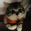 thanhto_toto
