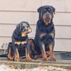 just.rott.love