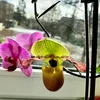 orchidee063