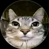meo_thong_minh_ok
