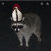 theraccoonpope01