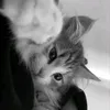 cc_eya
