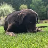 bridgetspange