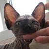 toffy.sphynx