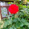 kijera8