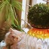kitty_and_max