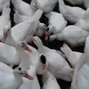nguyen.ngoc8127