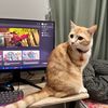 lion_lemon2