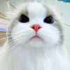 cats77710