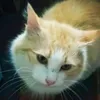 chtoto_367